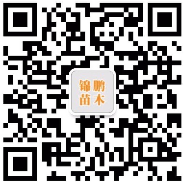 二維碼